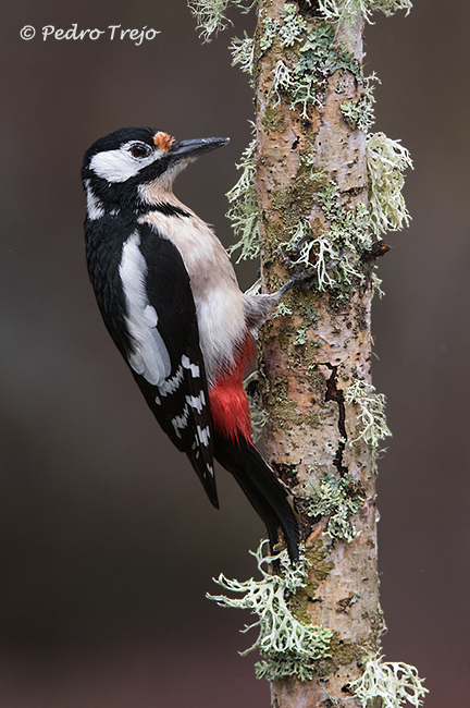 Pico picapinos (Dendrocopos major)